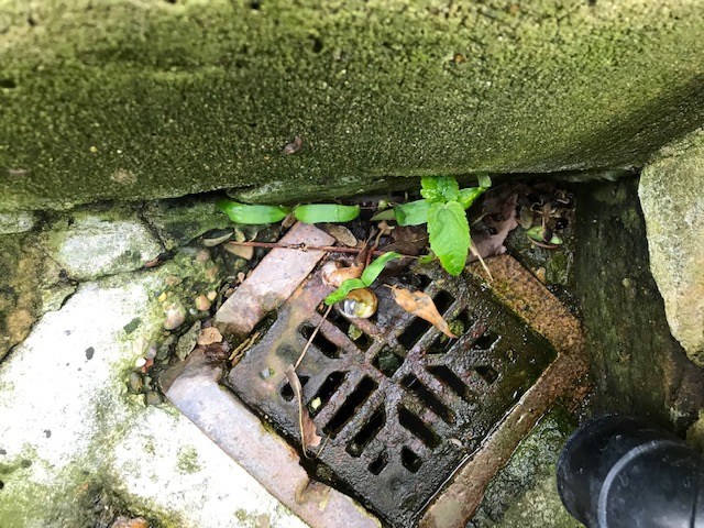 seedlings in May