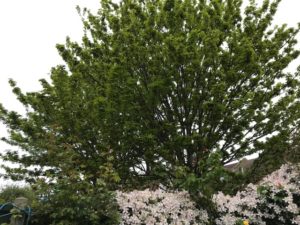 sycamore trees in May