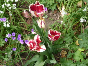 more tulips in may