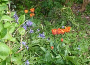 Tulips and blueblells in may