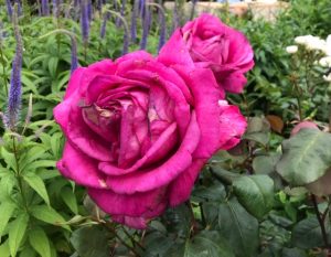 Red rose at Hockley open gardens