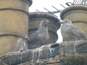 two seagull chicks