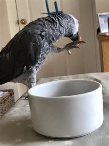 African grey parrot