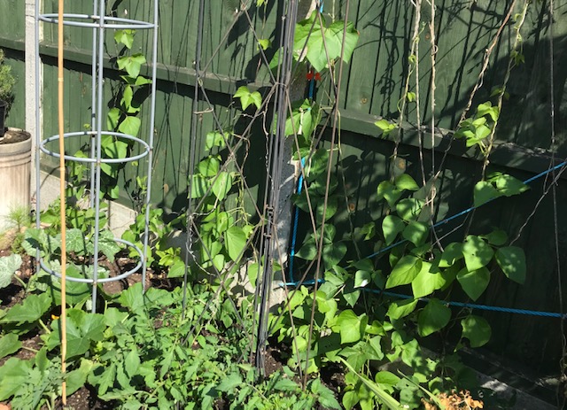 View of vegetable patch